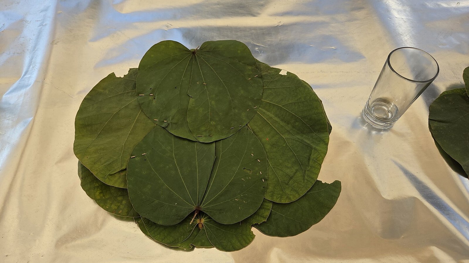Stitched sal-leaf plates (pattal) laid out before a Dham in Mandi district, Himachal Pradesh — leaves overlapping in a rosette pattern, pre-feast setup with an empty drinking glass to one side