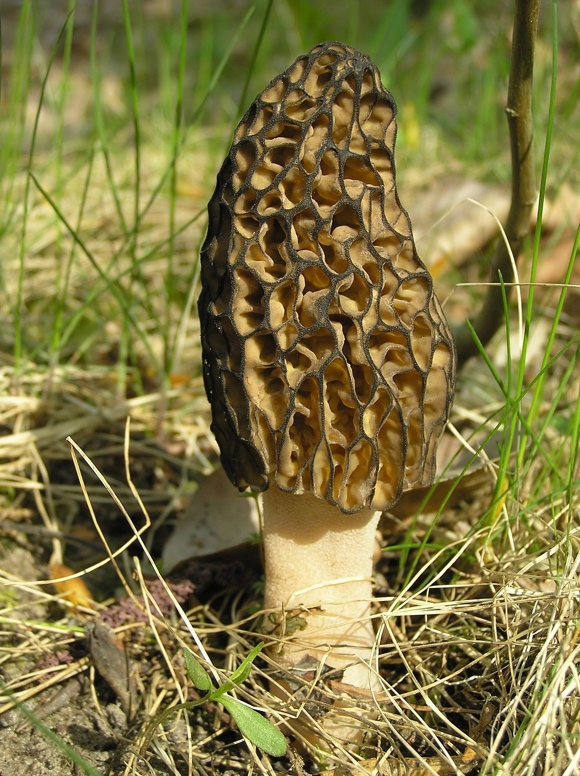 A single fresh wild morel mushroom (Morchella conica) growing among grass and pine needles — the honey-combed conical fruiting body, hollow stem, the wild Himalayan delicacy locally called Gucchi or Dunghru